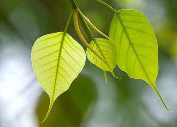 Nguồn Gốc Của Hình Tượng Lá Bồ Đề